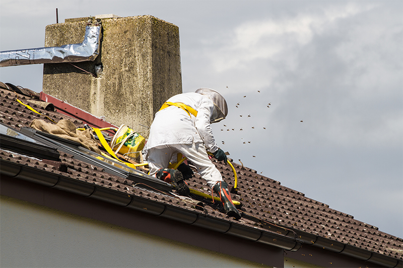 Bee Pest Control in Guildford Surrey