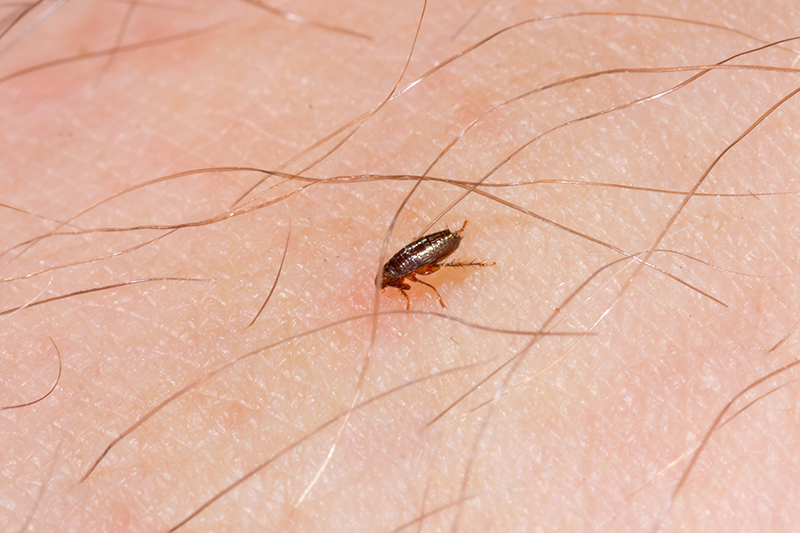 Flea Pest Control in Guildford Surrey