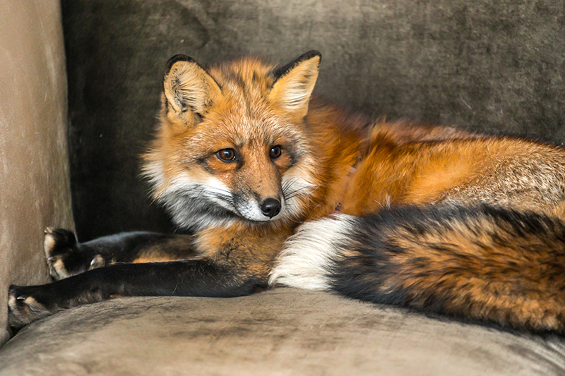 Fox Pest Control in Guildford Surrey