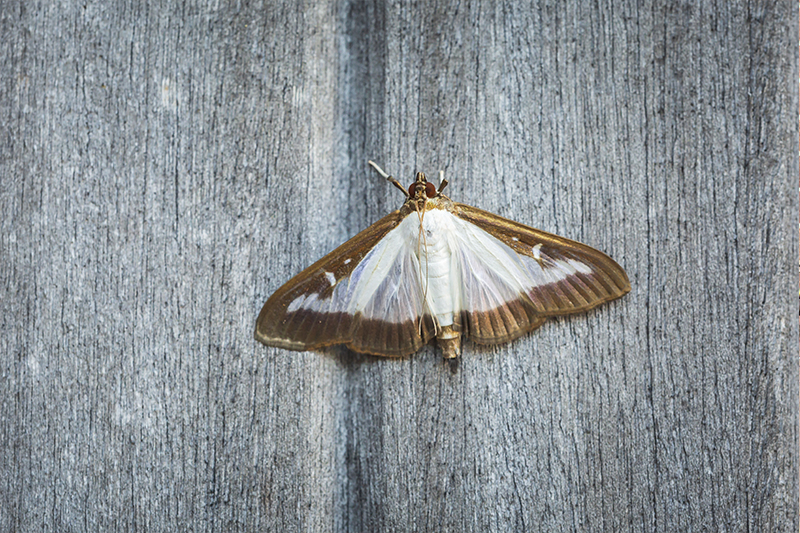 Moth Pest Control in Guildford Surrey